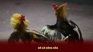 Đá Gà Hàng Xáo – Giới Thiệu Khái Niệm, Cách Tham Gia