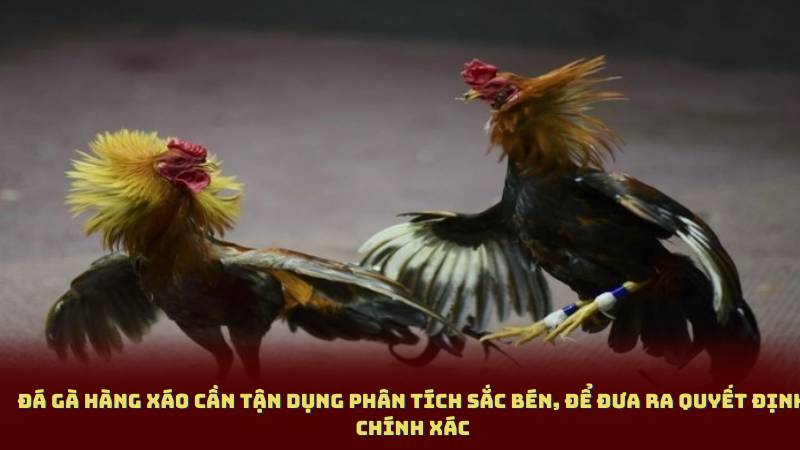 Đá gà hàng xáo cần tận dụng phân tích sắc bén, để đưa ra quyết định chính xác