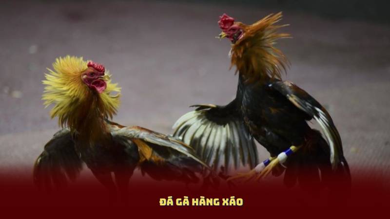 Đá Gà Hàng Xáo – Giới Thiệu Khái Niệm, Cách Tham Gia