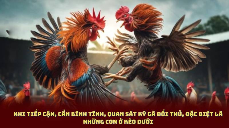 Khi tiếp cận, cần bình tĩnh, quan sát kỹ gà đối thủ, đặc biệt là những con ở kèo dưới